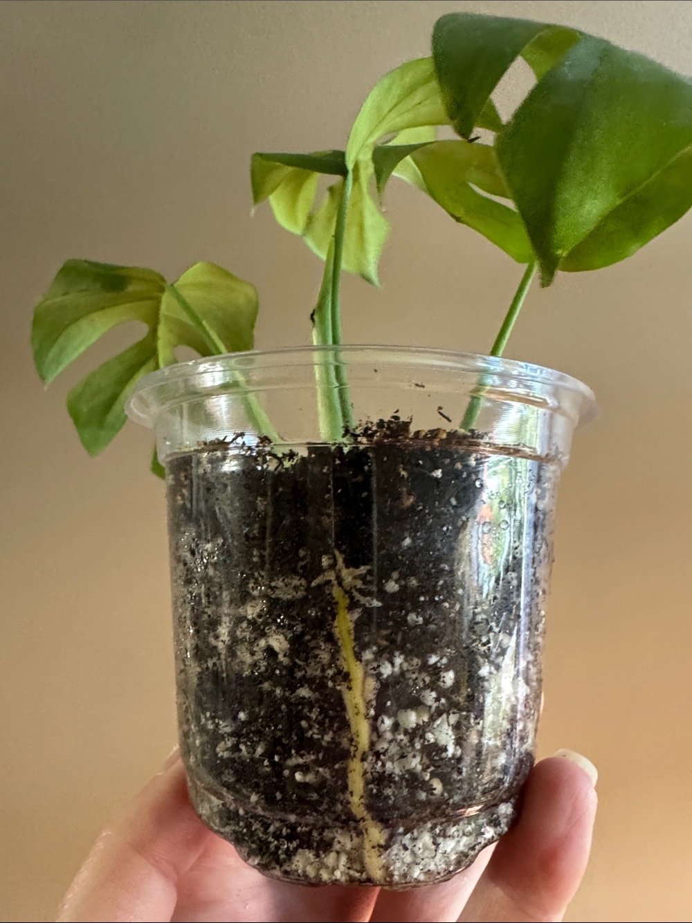 Mini Monstera - aka Rhaphidophora tetrasperma-Rooted. - Picture 6 of 6